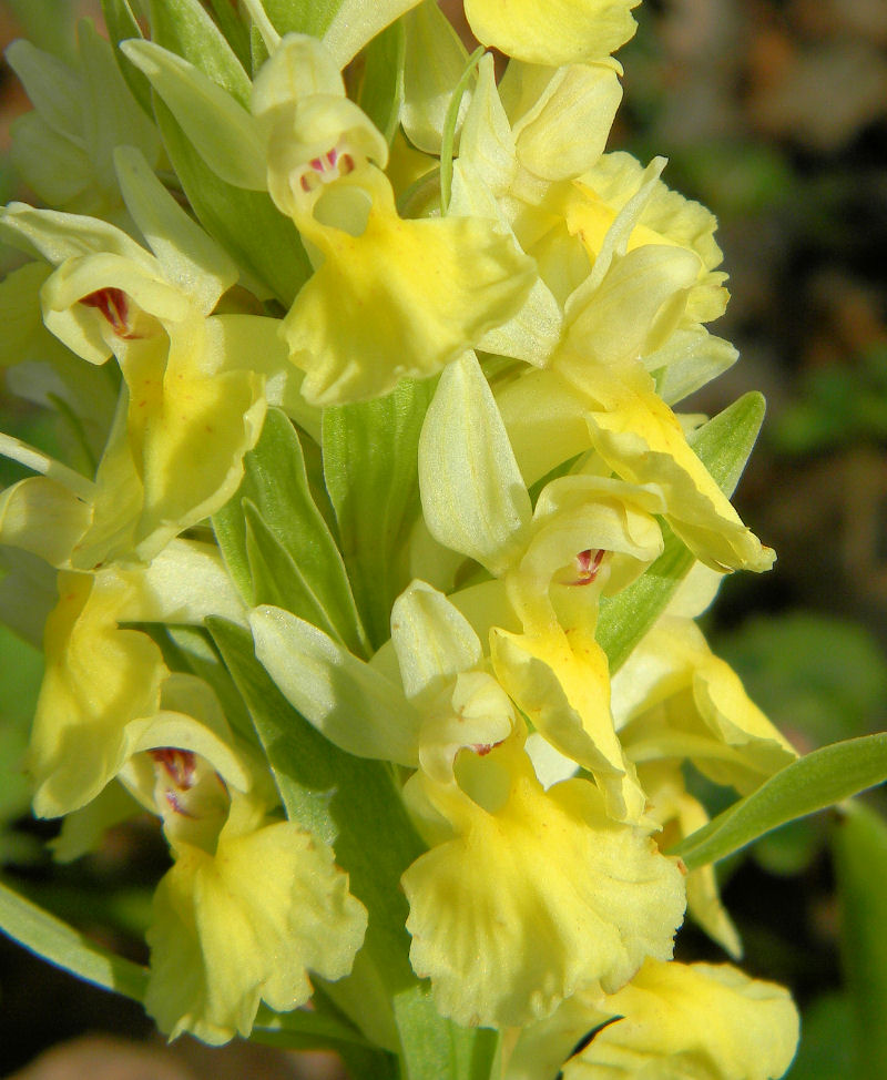 Dactylorhiza sambucina